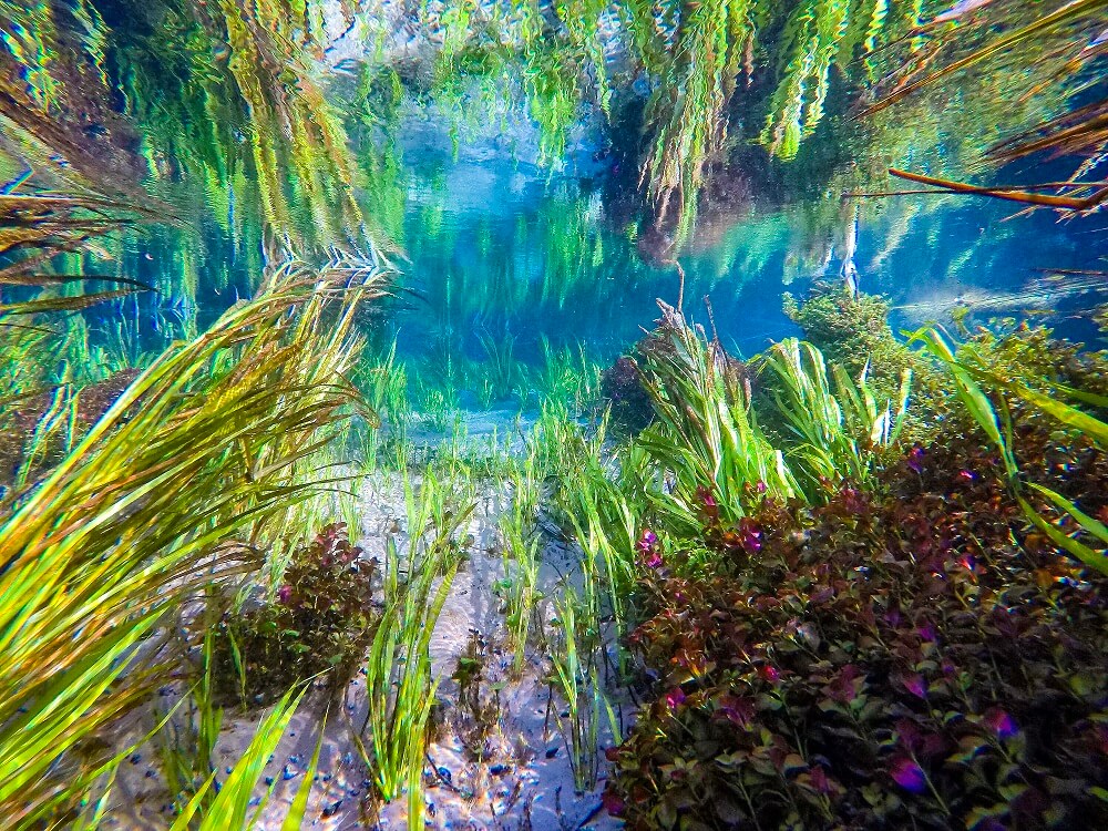 Fanning Springs underwater