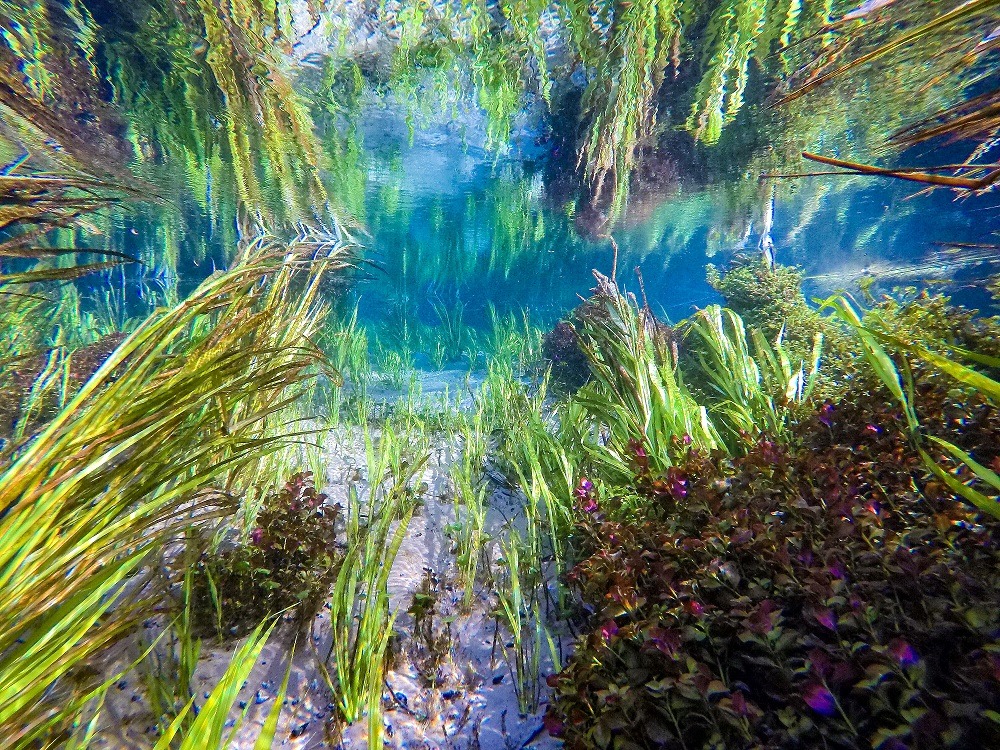 under water in Fanning Springs Florida