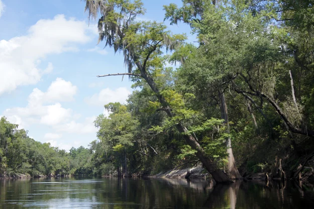 North Florida's Upper Suwannee River