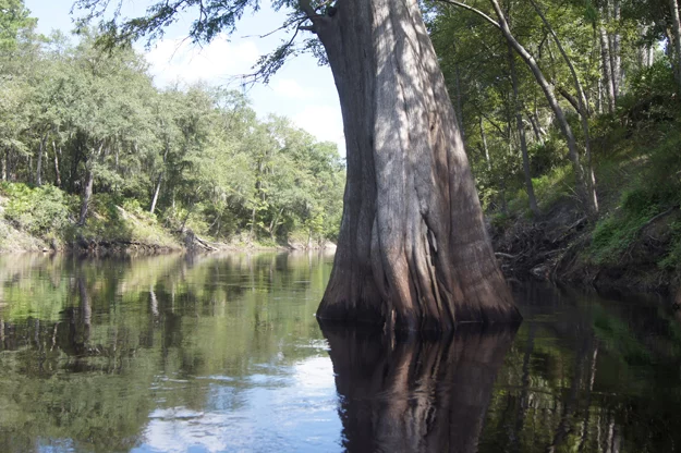 Tall Cypress trees tower above the Suwannee River