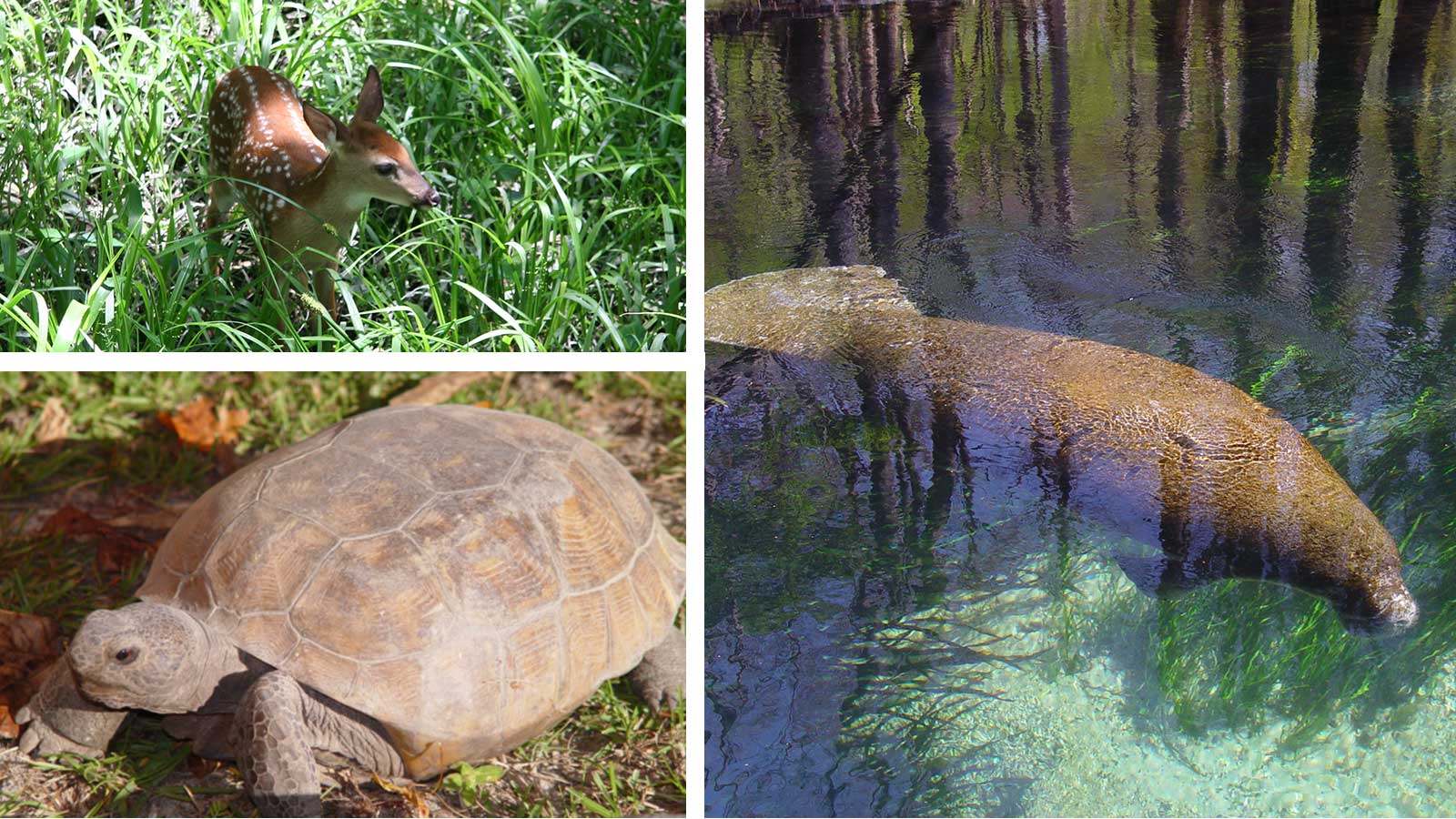 a deer, a turtle and a manatee spotted at ichetucknee springs