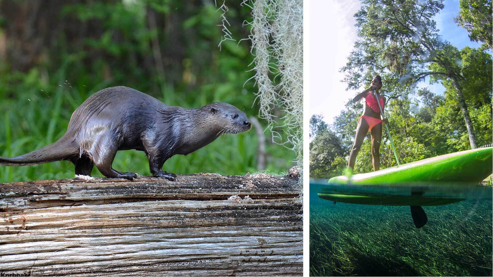 an otter and a paddleboarder at ichetucknee springs
